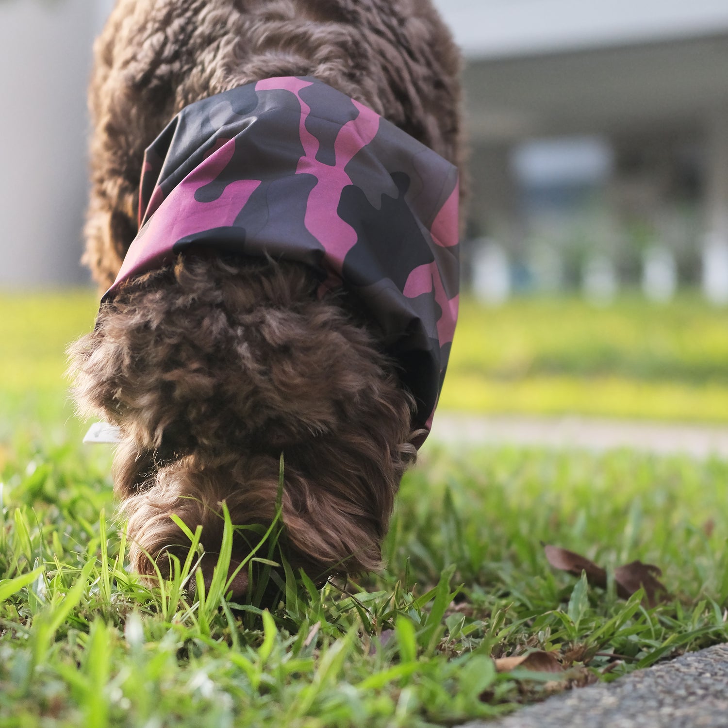 Dog sniffing ground in Camo Print Waterproof Snood