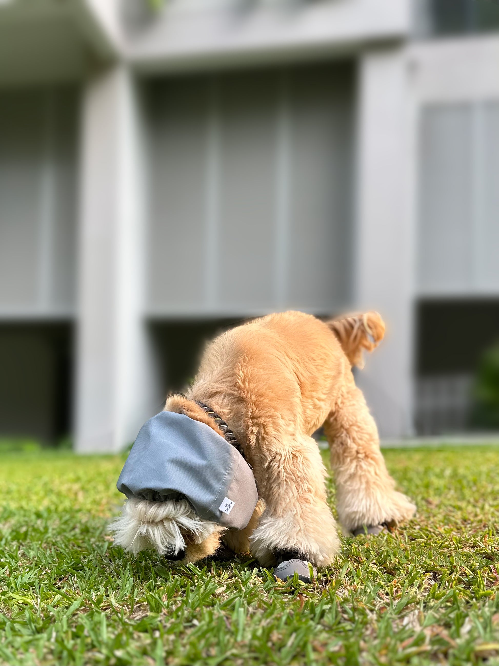Water-Resistant Dog Snood - Pigeon Blue