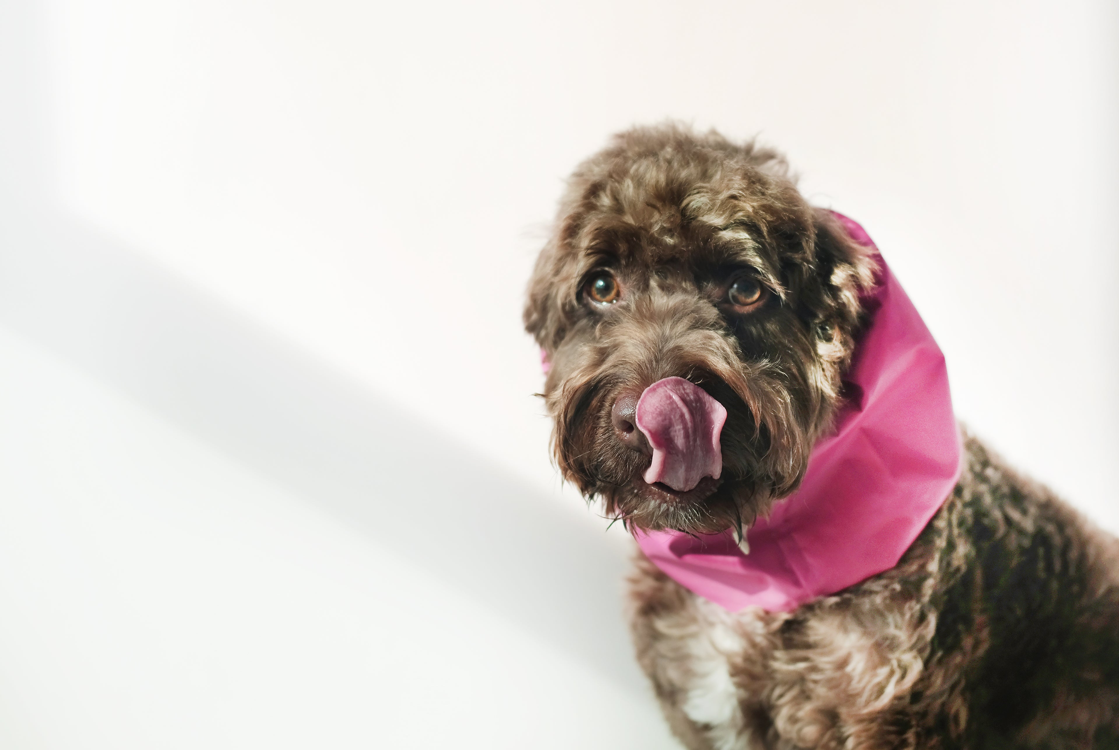 Classic Waterproof Dog Snood in Pink