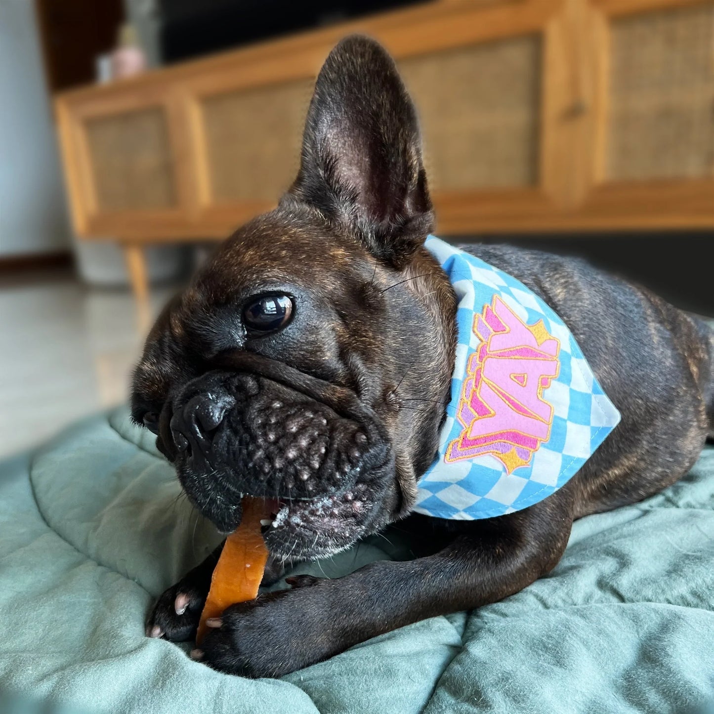 Blue Checkered Bandana_Pet Bandana_Oh Doggou