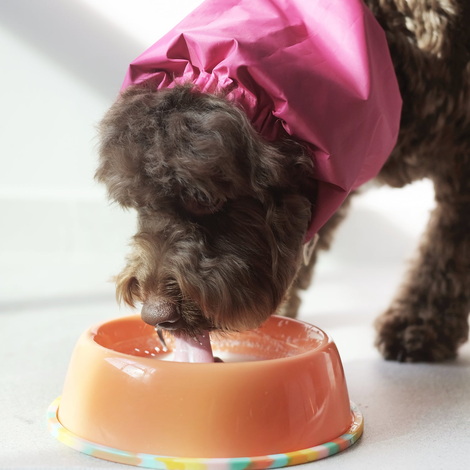 Dog Drinking Milk in Waterproof Snood
