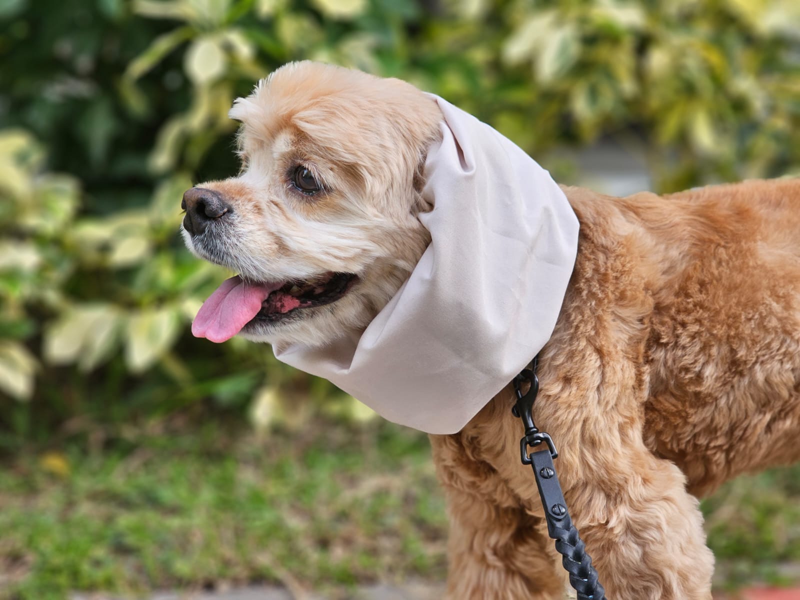 Water Resistant Dog Snood